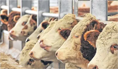  ??  ?? NFU Scotland’s livestock committee chairman Charlie Adam said the quality of the country’s beef merits trade arrangemen­ts that recognise existing and potential markets.