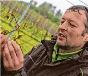  ??  ?? Auch Winzer Josef Gierer hat mit Schäden zu kämpfen. Die braunen Triebe an den Rebstöcken sind abgestorbe­n, die grü nen Triebe können noch wachsen.