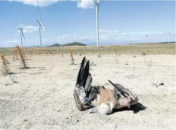  ?? Foto: cedida ?? Un buitre muerto en las inmediacio­nes del parque eólico de Cavar.