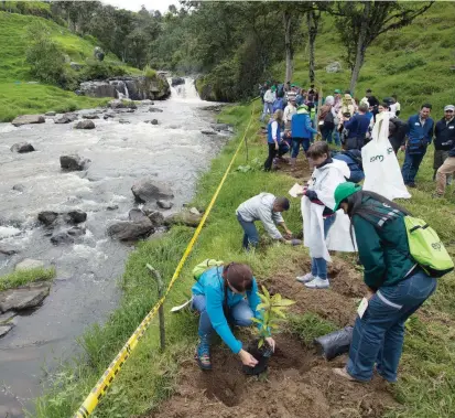  ?? FOTO ?? La siembra de especies en las orillas del río Chico, que abastece el embalse de Riogrande II, es una de las tareas que realiza Cuenca Verde en su función de proteger el recurso hídrico.