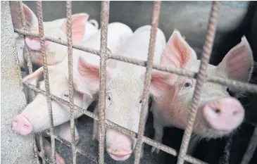  ??  ?? Pigs muck about in a pen on Aug 31 in Linquan county in central China’s Anhui province. Reeling from rising feed costs in Beijing’s tariff fight with US, Chinese pig farmers now face an outbreak of African swine fever.