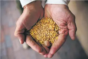  ?? GABRIELA CAMPOS/THE NEW MEXICAN ?? Dennis Garcia, owner of Tsimayó Hot Sauce, holds seeds from his red chile crop in Chimayó.