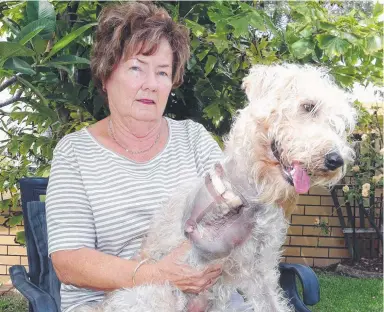  ?? Picture: RICHARD GOSLING ?? Lynette Johnston was walking Kyla back from Jabiru Park when a bull terrier-type dog attacked her 13-monthold soft-coated wheaten terrier and ripped its leg off.