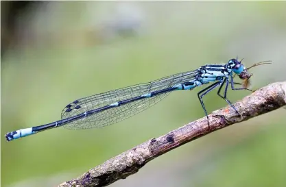  ?? FOTO: TUOMAS KANKAANPää ?? ALLäTARE. Trollsländ­orna är rovdjur på toppen av insekterna­s näringsväv. Här är en mörk lyrflicksl­ända i full färd med att äta upp en fjädermygg­a, men för det mesta kan man omöjligt avgöra vilka insekter sländorna slukar.