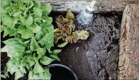  ??  ?? Yvonne Savio uses water to melt the coffee grounds into the soil in her garden.