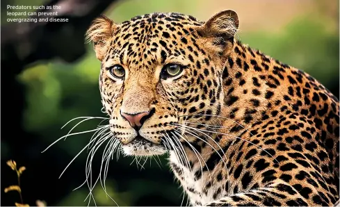  ??  ?? Predators such as the leopard can prevent overgrazin­g and disease