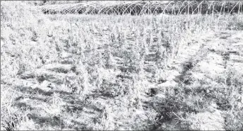  ?? ?? The marijuana plants (Police photo)