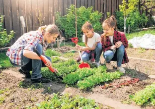  ?? 123RF STOCK PHOTO ?? Sixty-seven per cent of new gardeners said the pandemic influenced their decision to grow their own food.