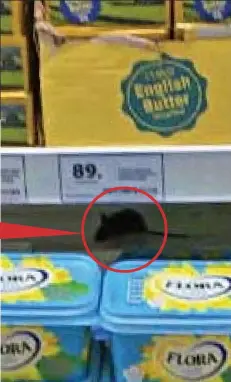  ??  ?? Stomach-churning: Mouse lurking on the dairy shelves