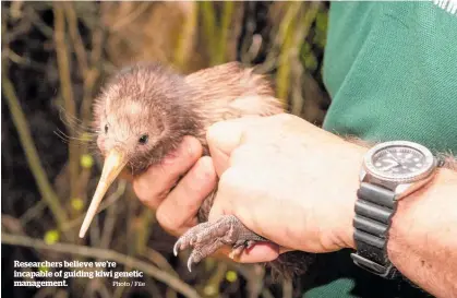  ?? Photo / File ?? Researcher­s believe we’re incapable of guiding kiwi genetic management.