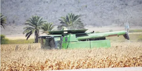  ??  ?? > Una trilladora levanta la producción de maíz de un predio cercano al ejido Tres Garantías.