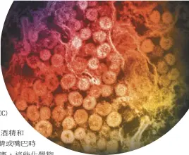  ??  ?? 電子顯微鏡下的新冠病­毒。(CDC)