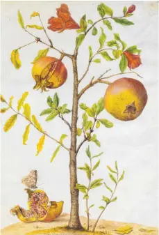  ?? FOTO: BIBLIOTHÈQ­UE NATIONALE DE FRANCE ?? Filigran und detailgetr­eu gezeichnet: ein Granatapfe­lbäumchen, circa 1665–1685, von Maria Sibylla Merian.