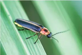  ?? ABDESIGN/GETTY IMAGES ?? Fireflies are under threat from loss of habitat and the increase in light pollution, which disrupts their mating rituals.