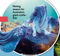  ??  ?? Mating season for Australia’s giant cuttlefish