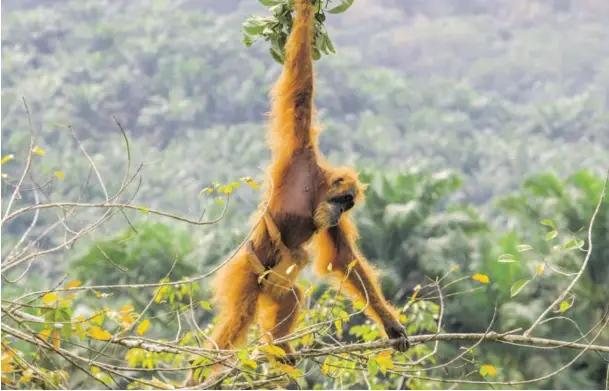  ?? BILD: SN/EPA ?? Der Lebensraum der Orang-Utans in Indonesien wird durch den Palmöl-Boom zerstört. Der Dschungel muss Plantagen weichen.