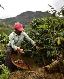  ?? Mauro Pimentel - 23.nov.17/AFP ?? Produtor colhe café em Dores do Rio Preto (Espírito Santo)