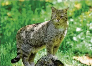  ?? Archivfoto: Karl Aumiller ?? Diese Wildkatze lebt in einem Wildpark. In freier Natur ist es schier unmöglich, eines der scheuen Tiere zu Gesicht zu bekommen.