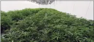  ?? Hans Pennink / Associated Press ?? This photo shows medical marijuana plants being grown at the Curaleaf medical cannabis facility in Ravena, N.Y.