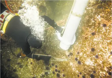  ?? Photos by Brian Feulner / Special to The Chronicle ?? Above: Jon Holcomb clears invasive purple sea urchins, which harm the abalone population, from the ocean floor off Fort Bragg. Below: An empty abalone shell is surrounded by the purple urchins.