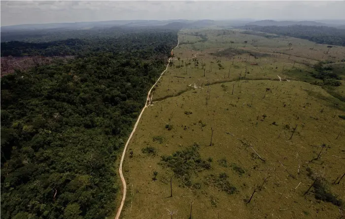  ?? Bild: Andre Penner ?? Skogsavver­kning i Amazonas. När djuren tvingas närmare människorn­a ökar kontakytor­na.