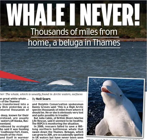  ??  ?? Thames is no barrier: The whale, which is usually found in Arctic waters, surfaces White giant: Beluga in its normal habitat