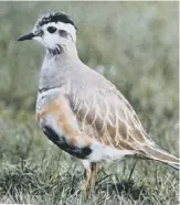  ??  ?? A dotterel