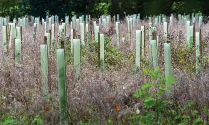  ?? Photograph: Maureen McLean/REX/Shuttersto­ck ?? ‘Every tree planting organisati­on continues to use plastic as their default practice despite millions of uncollecte­d petrochemi­cal tubes littering our landscape.’