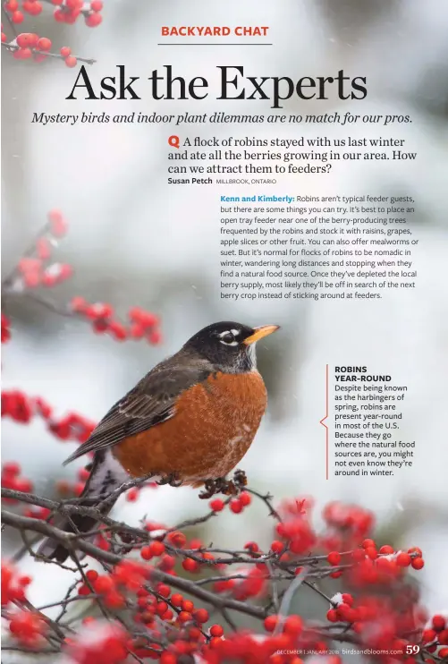  ??  ?? Despite being known as the harbingers of spring, robins are present year-round in most of the U.S. Because they go where the natural food sources are, you might not even know they’re around in winter.