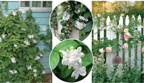  ??  ?? ABOVE, CLOCKWISE FROM LEFT
Chilean jasmine adorns a rustic shed; Stephanoti­s blooms are waxy and highly scented; climbing roses wind through a picket fence; Arabian jasmine owers are used to make tea. OPPOSITE PAGE
e coiled owers of snail vine change from white and green to mauve and pink as they age.