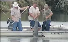  ?? Associated Press ?? In this image made from video, an alligator that attacked a swimmer is pulled from the water in Florida after it was killed Monday evening.