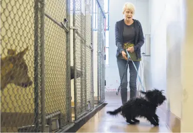  ?? Photos by Jessica Christian / The Chronicle ?? Volunteer Jody Huth leads Felicia through the halls of San Francisco Animal Care and Control.