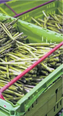  ?? PHOTO: NZAC ?? Tasty spears . . Harvested asparagus.