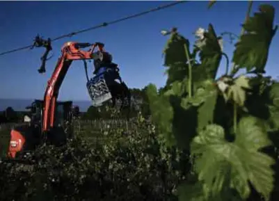  ?? © AFP ?? Een graafmachi­ne stort zich op wijnranken in Bordeaux: er gaat 8.000 ha voor de bijl.