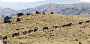  ?? PHOTO: STEPHEN JAQUIERY ?? High counbtry submission­s . . . The Tussock Creek helicopter sits on a hilltop as the Nokomai Nevis Miners Riding trail streams out below on Ben Nevis Station during one of Otago’s annual Cavalcades.