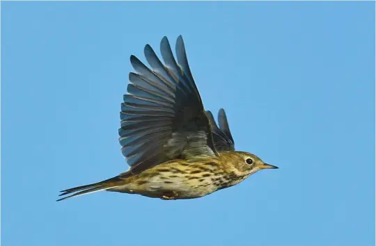  ?? ?? EIGHT: Meadow Pipit (Texel, The Netherland­s, 14 October 2018). Flying pipits give few visual clues (but listen for the calls!). In this image, the relatively slim bill, bland face, bold eyering and short, fine breast and flank streaking clearly indicate Meadow Pipit. In life, the distinctiv­e weak, hesitant flight action of this species would catch the eye.
