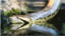  ?? JOHN J. KIM/CHICAGO TRIBUNE PHOTOS ?? The recently acquired female green anaconda is over 10 feet long and about 5 years old, according to officials.