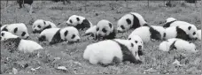  ?? TANG JISI / FOR CHINA DAILY ?? Panda cubs relax at the China Conservati­on and Research Center for the Giant Panda in Wolong, Sichuan province, in October.
