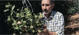  ?? ?? LEFT: Ricardo San Martin, a Chilean expert on the Quillay soapbark tree and its industrial uses, counts the seeds on a soapbark tree growing in the wild on the campus of the University of California in Berkeley, US. RIGHT: Chips from the tree. Pictures: Reuters