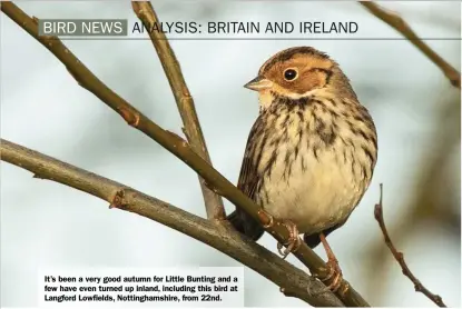  ??  ?? It’s been a very good autumn for Little Bunting and a few have even turned up inland, including this bird at Langford Lowfields, Nottingham­shire, from 22nd.