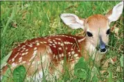  ?? MASCF / CREATIVE COMMONS / WIKIPEDIA ?? Midsummer is when white-tailed deer does start bringing their fawns, like this one, into open meadows in the mornings to feed.