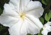  ?? Brandi Keller / Contributo­r ?? In the heat of the Houston summer, moonflower buds open in the night and close by sunrise.