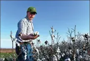  ?? REUTERS ?? A farmer looks over a patch of cotton left unharveste­d near Wakita, the United States.