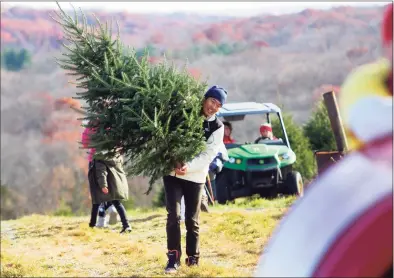  ?? Christian Abraham / Hearst Connecticu­t Media ?? Tsuyoshi Nakano, of Harrison, N.Y., carries a tree he and his family cut down during the first day of Christmas tree sales at Jones Family Farms in Shelton on Saturday.