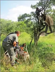  ?? Pictures: SANParks ?? CANINE OPERATION: The first of a team of 10 new counter-poaching dogs arrived at OR Tambo Internatio­nal Airport from the US this week. These specially trained, free-running pack dogs will be deployed in counter-poaching operations in the Greater Kruger...