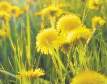  ?? FOTO: LINDA EGGER ?? Für jedes Bauprojekt müssen Ausgleichs­flächen her – die können zur Not auch woanders zugekauft werden. Umweltschü­tzer sehen dieses System kritisch.