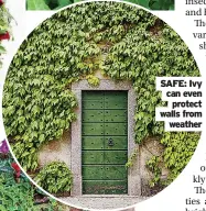  ?? ?? SAFE: Ivy can even
protect walls from
weather