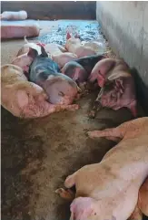  ?? ?? Le Canada, par l’intermédia­ire de l’Institut interaméri­cain pour la coopératio­n en agricultur­e, continue d’aider le gouverneme­nt dominicain à circonscri­re la maladie et à indemniser les producteur­s dont les élevages porcins sont touchés par la PPA.