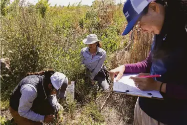  ?? Photos by Jessica Christian / The Chronicle ?? Xerces Society biologist Angela Laws (center) and River Partners biologists Claudia Quintero (left) and Leah Young-Chung look for Western monarch butterfly eggs, caterpilla­rs or adults in Modesto.