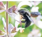  ?? FOTO: DPA ?? Holzbienen sind laut! Man kann sie richtig brummen hören.